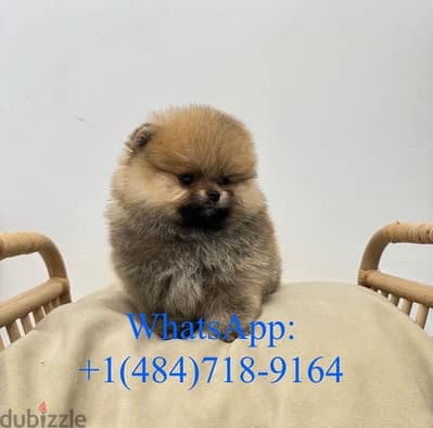 Cream male Pomeranian for sale