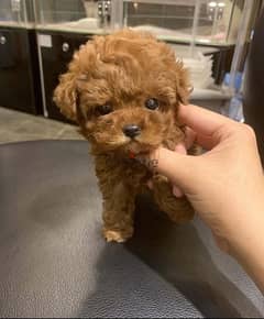 Mini Poodle puppy for sale 0