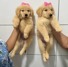 Male and female Golden retriever . WhatsApp:‪ +1(484),718‑,9164‬