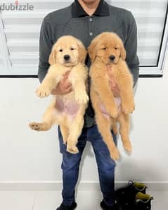 Golden retriever puppy