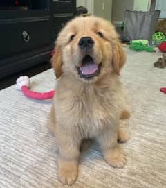 Golden retriever puppu 0