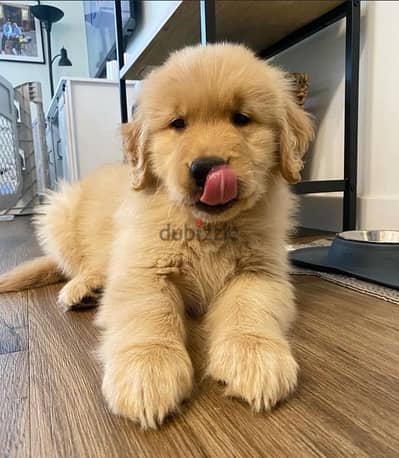 Golden retriever puppy