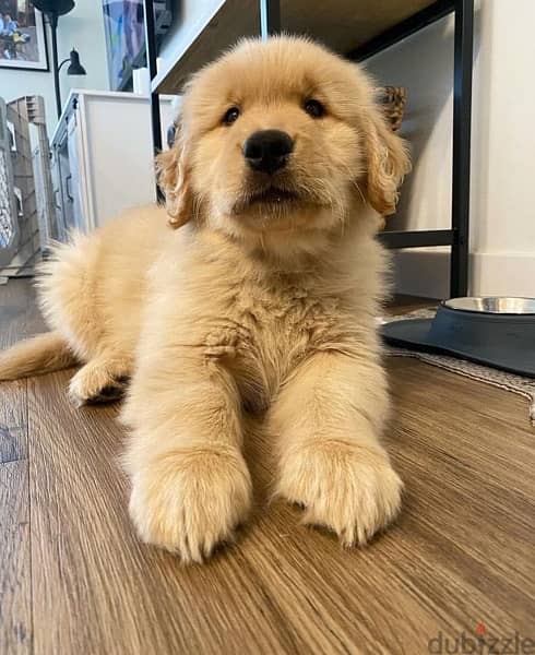 Golden retriever puppy 1