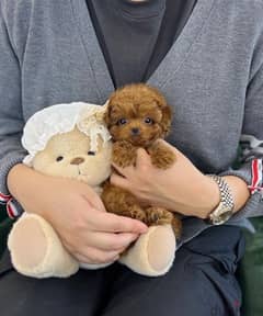 Poodle puppy for sale