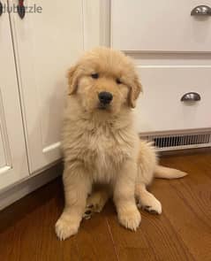 Golden retriever puppy 0