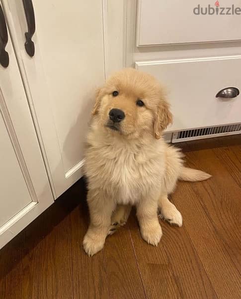 Golden retriever puppy 1