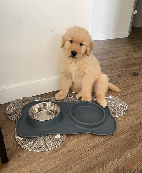 Golden retriever puppy 0