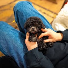 Black Poodle puppy for sale