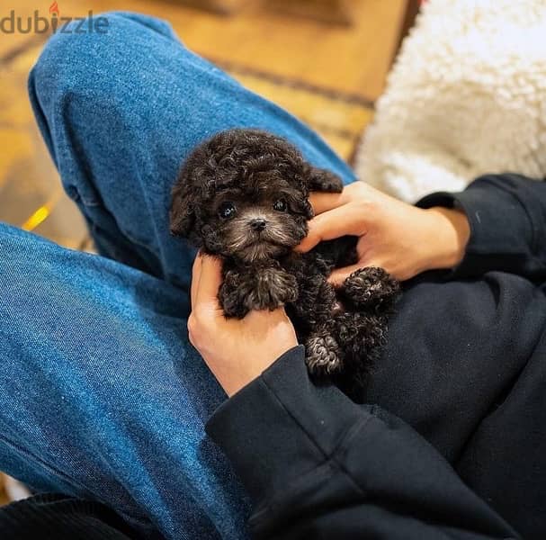 Black Poodle puppy for sale. WhatsApp me ‪ +19087684279‬ 1