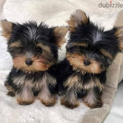 Yorkies