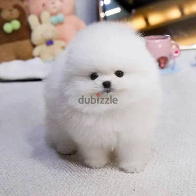 Pomeranian