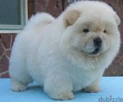 Chow chow puppies//Whatsapp +971552543679 0