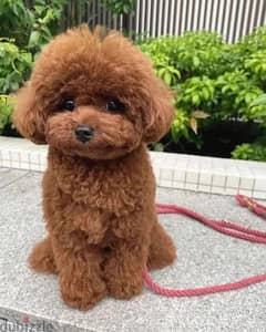 Poodle Puppies//Whatsapp +971552543679 0