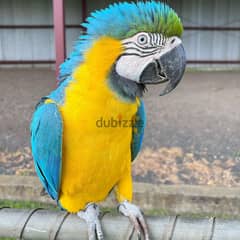 Macaw Parrots Available// Whatsapp +971552543679