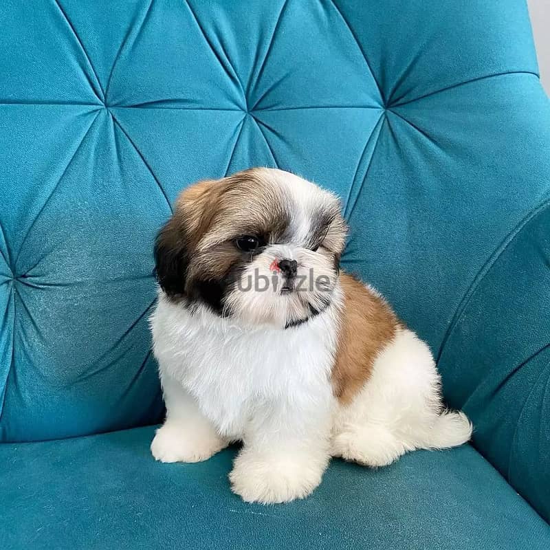 Shih Tzu Puppies// Whatsaap +971552543679 0