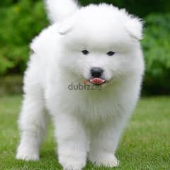 Samoyed Puppies// Whatsaap +971552543679 0