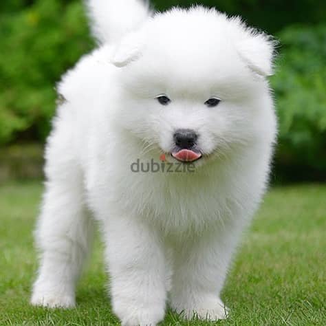 Samoyed Puppies// Whatsaap +971552543679 0