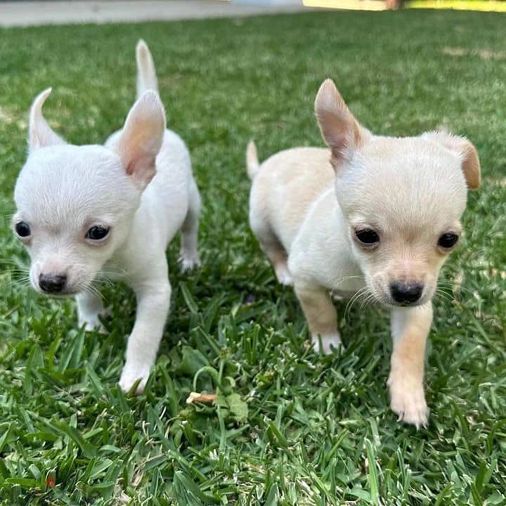 Chihuahua PUPPIES// Whatsapp +971552543679 0