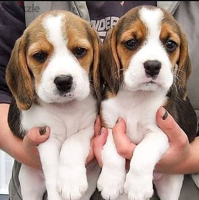 Beagle