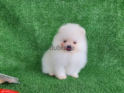 Female white Pom puppy.