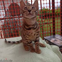 Bengal Kittens Available// Whatsapp +971552543679