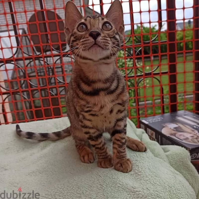 Bengal Kittens Available// Whatsapp +971552543679 0