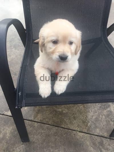 Golden retriever puppy. WhatsApp me +14847189164‬