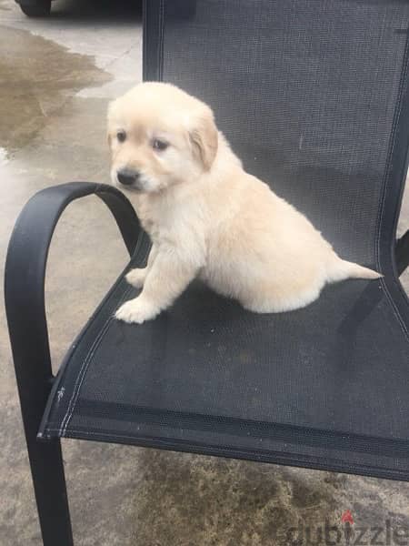 Golden retriever puppy 1