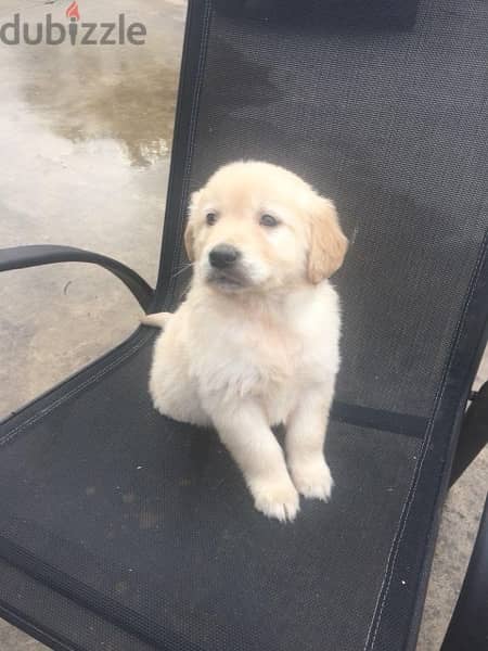 Golden retriever puppy 2