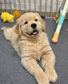 Golden retriever puppy . WHATSAPP +1(484)718‑9164‬ 0