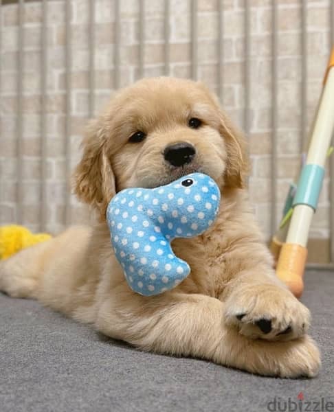 Golden retriever puppy . WHATSAPP +1(484)718‑9164‬ 0