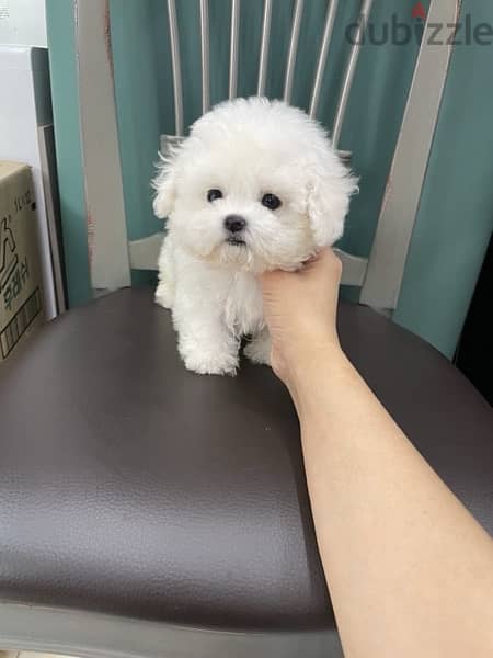 Mini PooDle puppy for sale . . WhatsApp:‪ +1(484),718‑,9164‬ 1