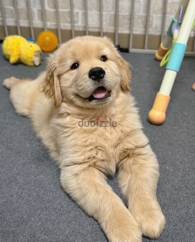 Golden retriever for sale