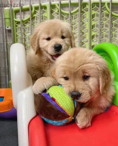 Male & Female Golden retriever