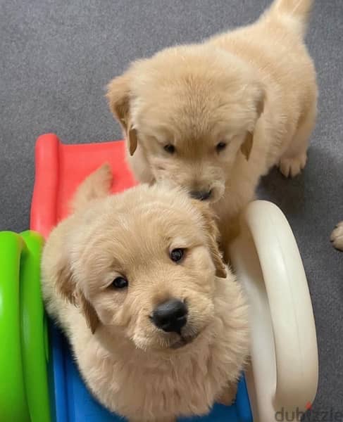 Male & Female Golden retriever 1