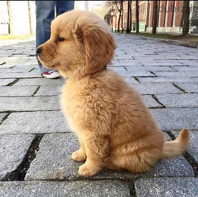 Golden retriever puppy