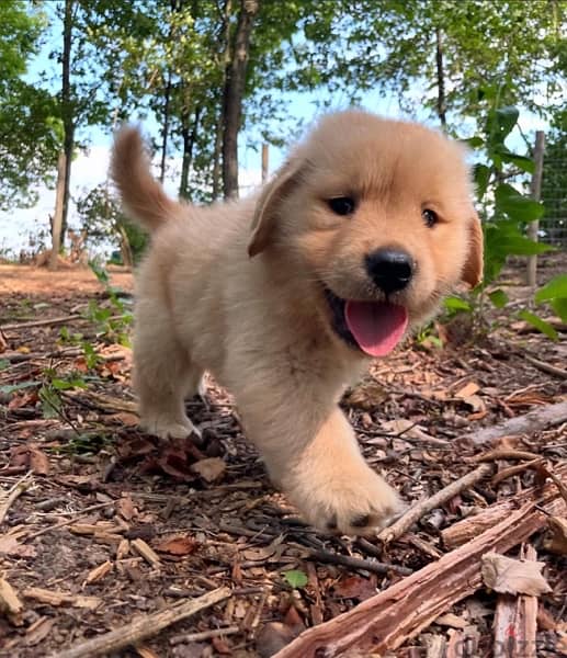 Golden retriever for sale 1