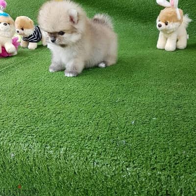 Mini Pomeranian puppy for sale