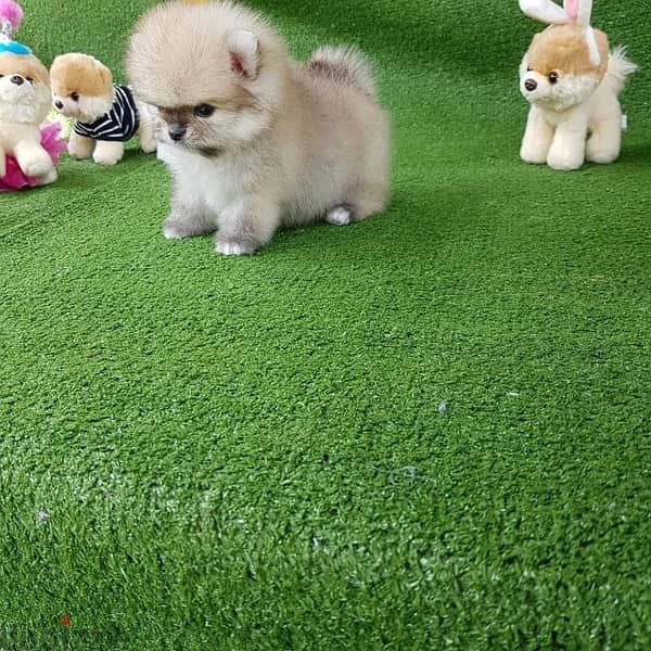 Mini Pomeranian puppy for sale 0