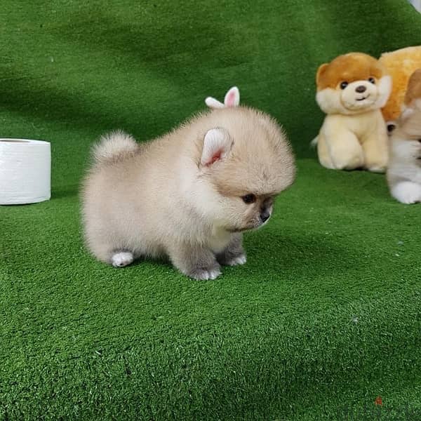 Mini Pomeranian puppy for sale 1