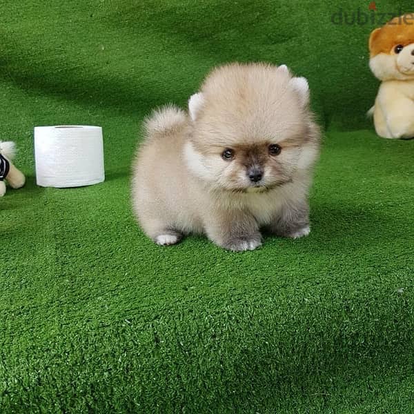 Mini Pomeranian puppy for sale 2