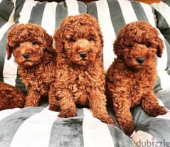 Poodle Puppies // Whatsapp +971502618837 0