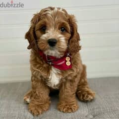 Cavapoo Puppies// whatsapp +971502618837 0