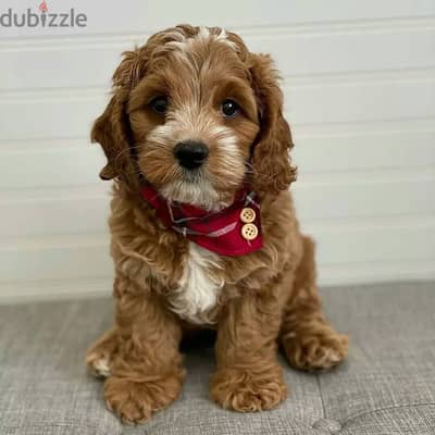 Cavapoo