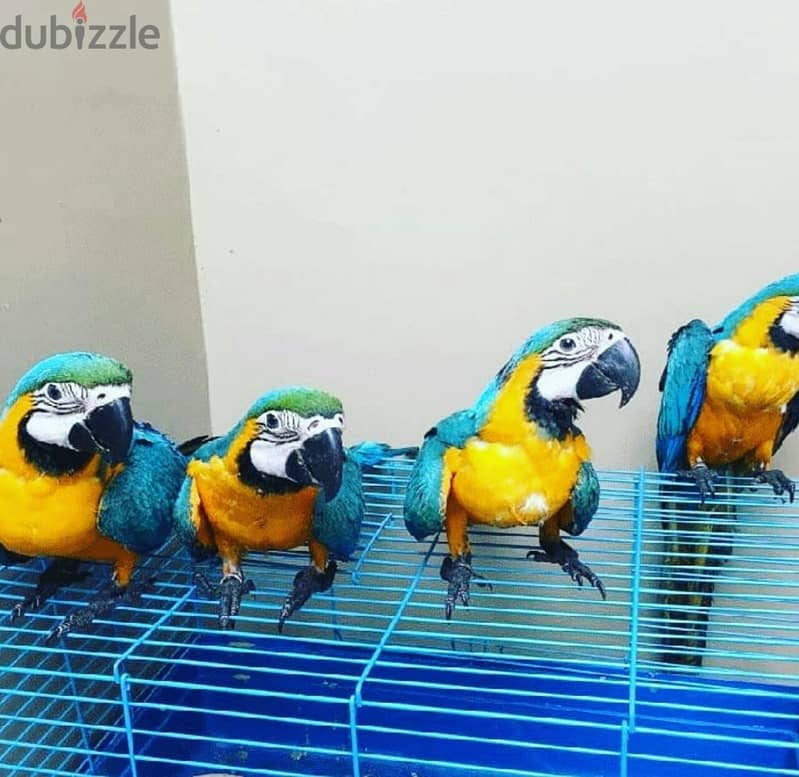 Macaw Parrots// whatsapp +971502618837 0