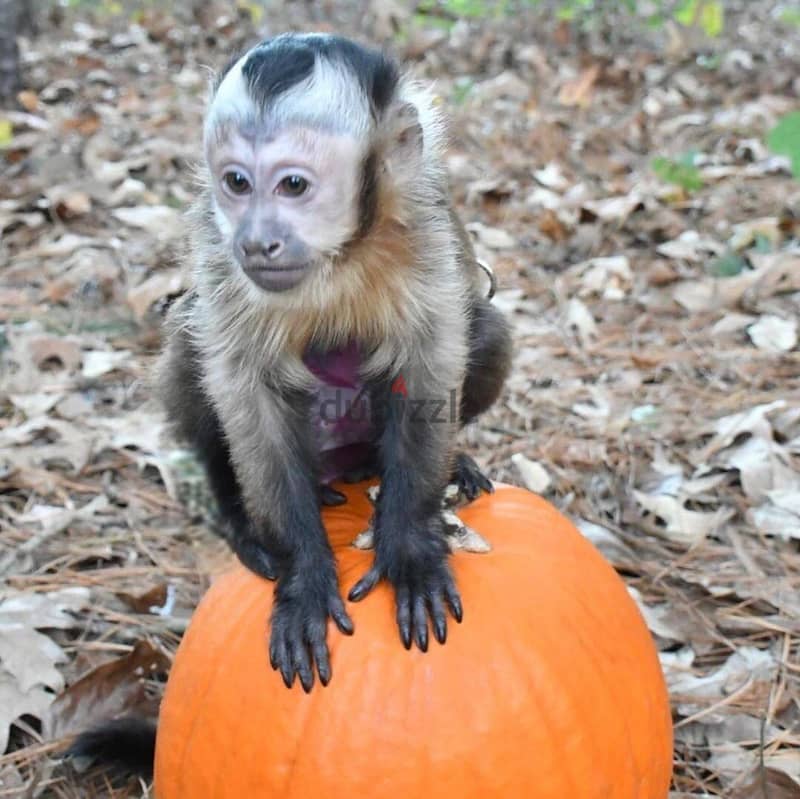 Capuchin Monkey// Whatsapp +971502618837 0