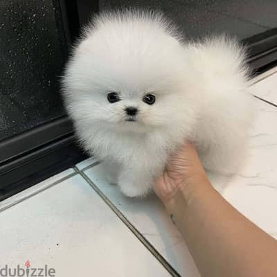 Pomeranian