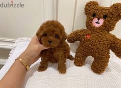 Trained poodle puppy . . WHATSAPP Me  +1(484)718‑9164‬