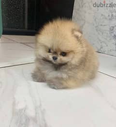 Cream male Pom for sale . . WHATSAPP Me  +1(484)718‑9164‬ 0