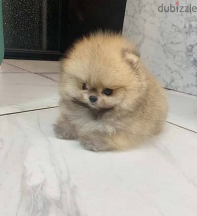 Cream male Pom for sale . . WHATSAPP Me  +1(484)718‑9164‬